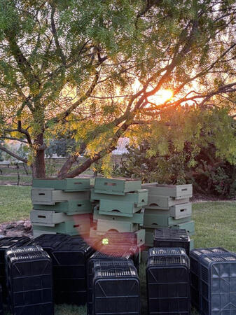 mixed crates for grape harvest